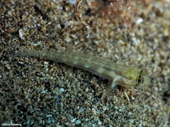 Gnatholepis thompsoni