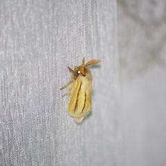 Anchirithra insignis