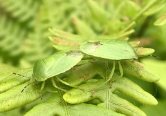 Chinavia pensylvanica