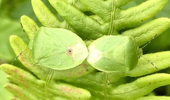 Chinavia pensylvanica