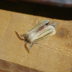 Anchirithra insignis