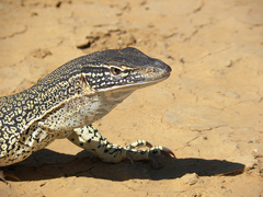 Gould's Goanna photo 2