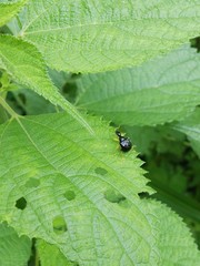 Phymatapoderus flavimanus