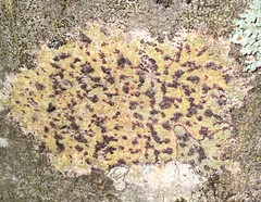 Bathelium carolinianum