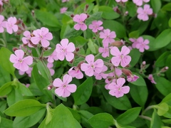 Saponaria ocymoides