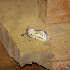 Anchirithra insignis