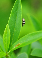 Anthrenus angustefasciatus