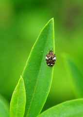 Anthrenus angustefasciatus