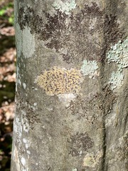 Bathelium carolinianum