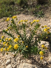 Euryops algoensis