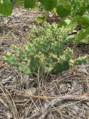 Opuntia drummondii