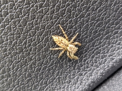Marpissa muscosa