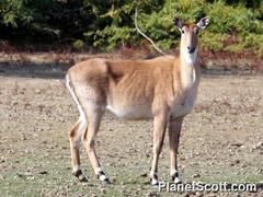 Boselaphus tragocamelus