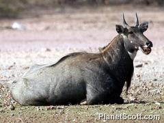 Boselaphus tragocamelus