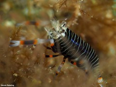 Gnathophyllum americanum