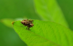 Oxyopes ramosus