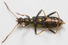 Arthromacra robinsoni