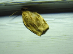 Choristoneura fractivittana