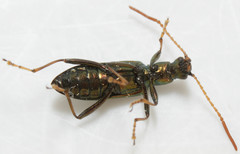 Arthromacra robinsoni