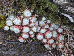 Sempervivum arachnoideum