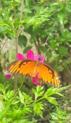 Dione vanillae lucina