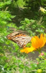 Dione vanillae lucina