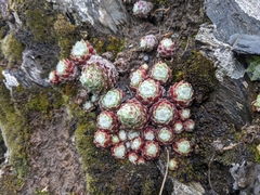 Sempervivum arachnoideum