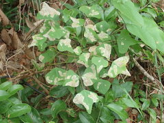 Leucoptera erythrinella