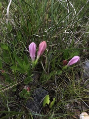 Spigelia alabamensis