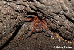Orphnaecus philippinus