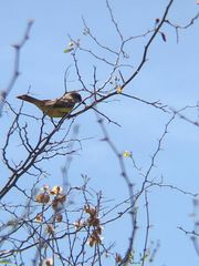 Tyrannus melancholicus