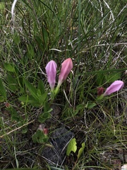 Spigelia alabamensis