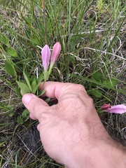 Spigelia alabamensis