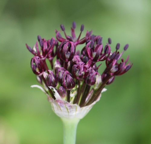 Allium atropurpureum