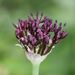 Allium atropurpureum - Photo (c) Norbert Sauberer, algunos derechos reservados (CC BY-NC), subido por Norbert Sauberer