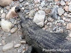 Gavialis gangeticus