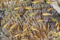 Ostorhinchus apogonoides