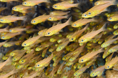 Ostorhinchus apogonoides