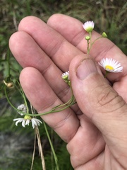 Erigeron dolomiticola