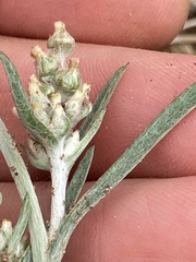 Gamochaeta antillana