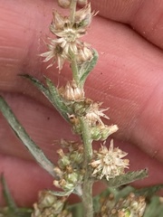 Gamochaeta antillana