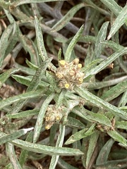 Gamochaeta antillana