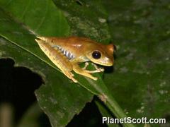 Boana calcarata