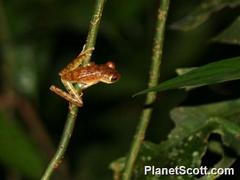 Boana calcarata