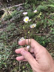 Erigeron dolomiticola