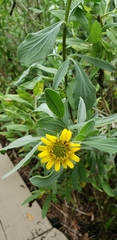 Borrichia frutescens image