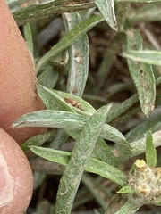 Gamochaeta antillana