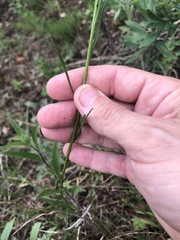 Erigeron dolomiticola