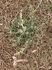 Gamochaeta antillana