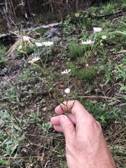 Erigeron dolomiticola